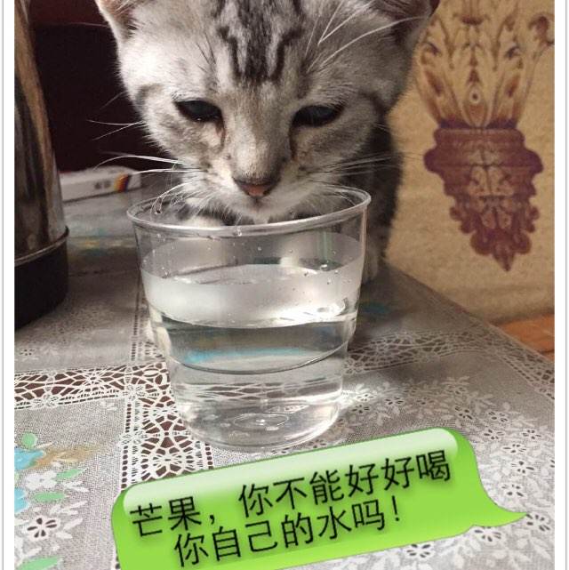 代办墨西哥ID